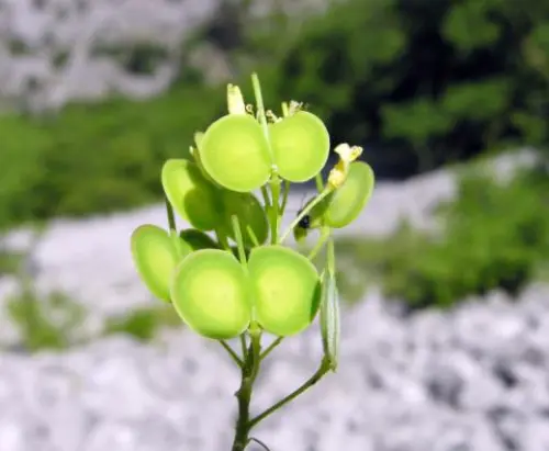 Rassegna Preziose carte: leggere il paesaggio tra erbario e biodiversità del Carso