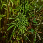 Trieste: operazione “DRUG HOUSE” della Polizia di Stato