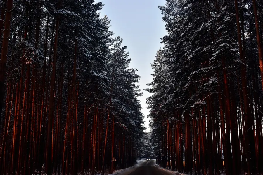 Legno: Zannier, patto Friuli Venezia Giulia e Trento per una gestione integrata della filiera