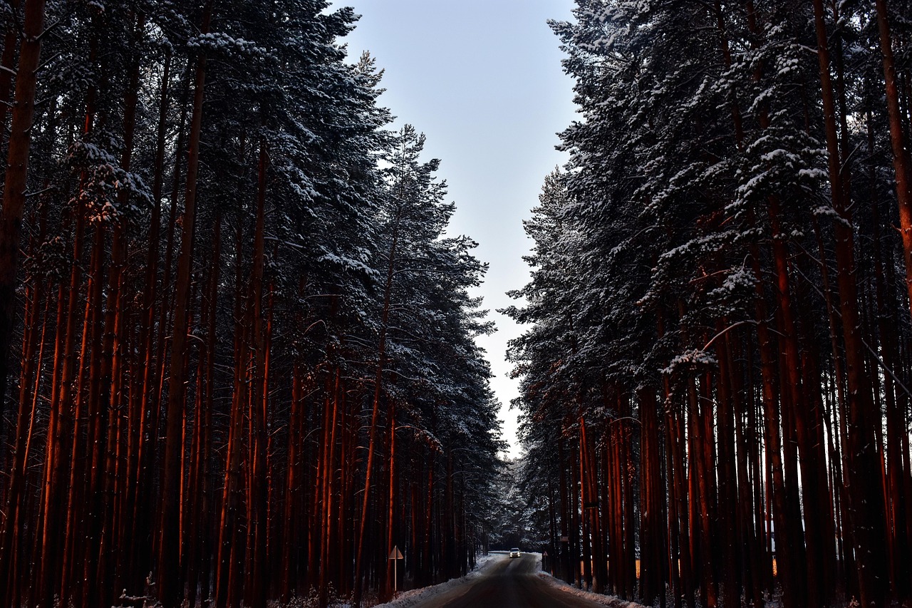 Legno: Zannier, patto Friuli Venezia Giulia e Trento per una gestione integrata della filiera