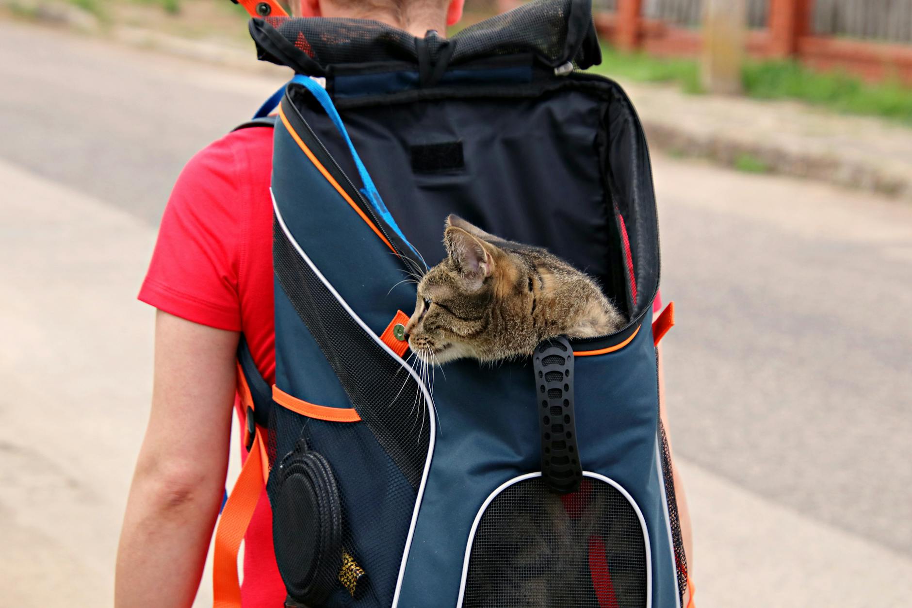 Turismo pet friendly, quasi 4 milioni di italiani in vacanza con cane e gatto