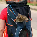 Turismo pet friendly, quasi 4 milioni di italiani in vacanza con cane e gatto