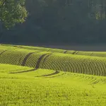 Irrigazione efficiente, Zannier: gestione dell’acqua prioritaria per l’agricoltura